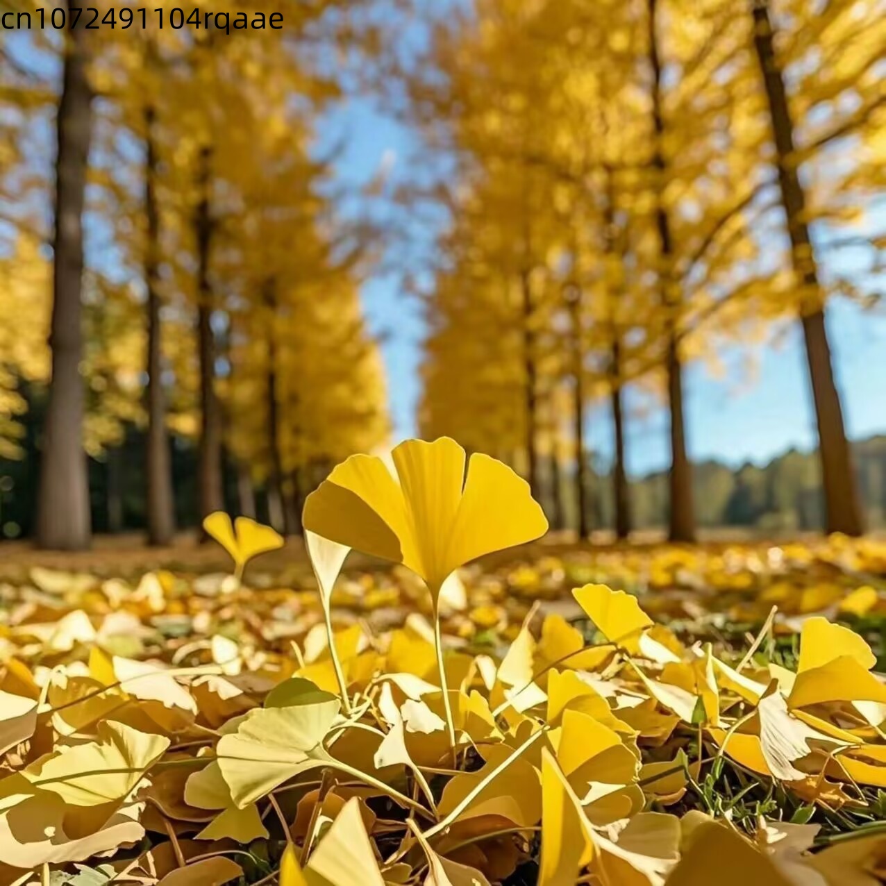Natural Ginkgo Biloba Dried Le - огляд і ціна Soap Making In Home