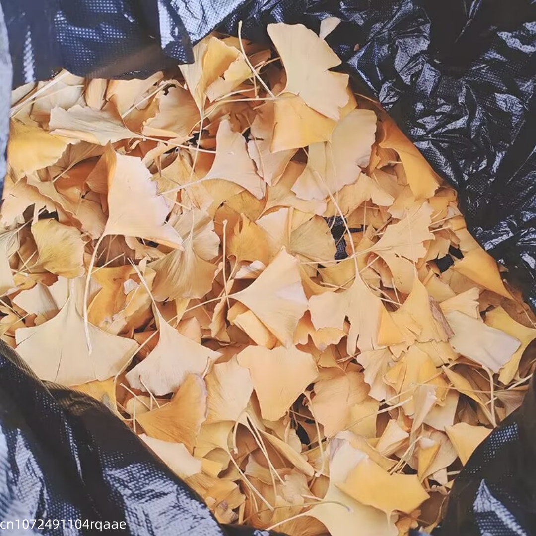Natural Ginkgo Biloba Dried Le - огляд і ціна Soap Making In Home