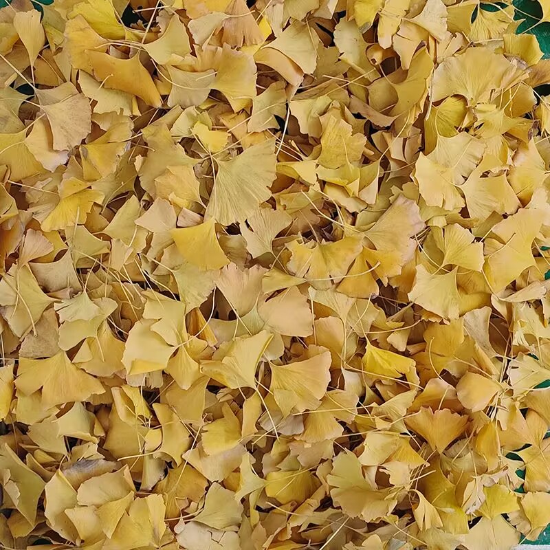 Natural Ginkgo Biloba Dried Le - огляд і ціна Soap Making In Home